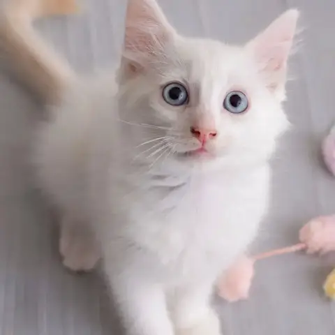 ✨️ Spicy ✨️ 🐱 photo 2