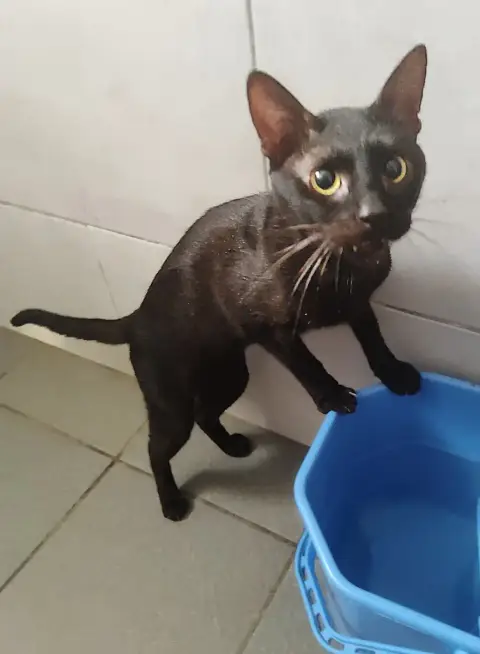Typus