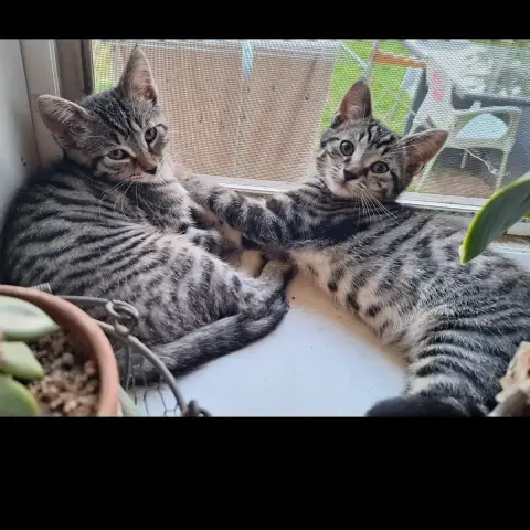 Onyx Et Maggie