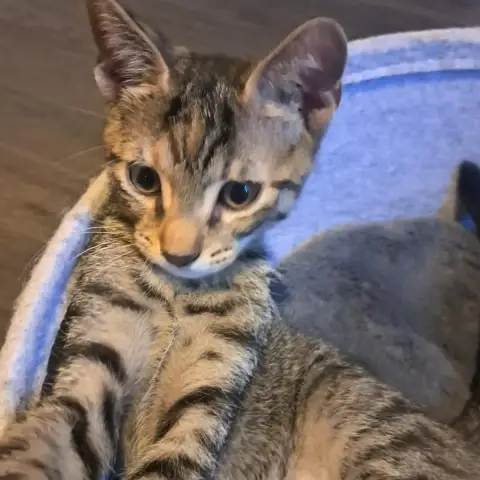 Luna photo 2