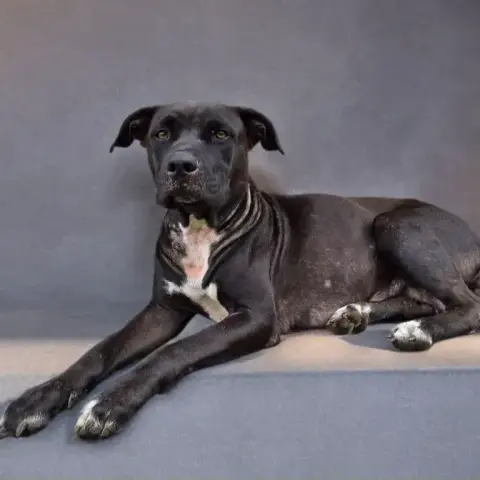 Saphira Chienne photo 2