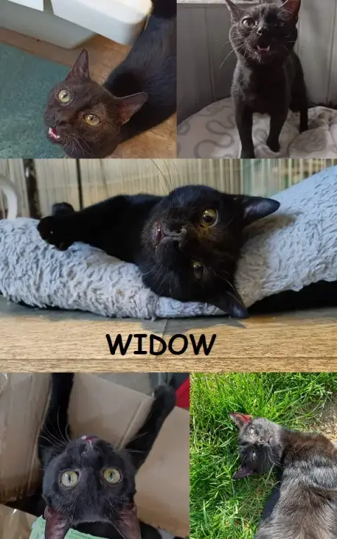 Widow
