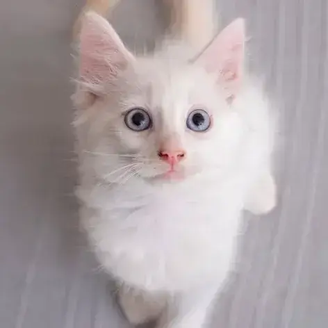 ✨️ Spicy ✨️ 🐱