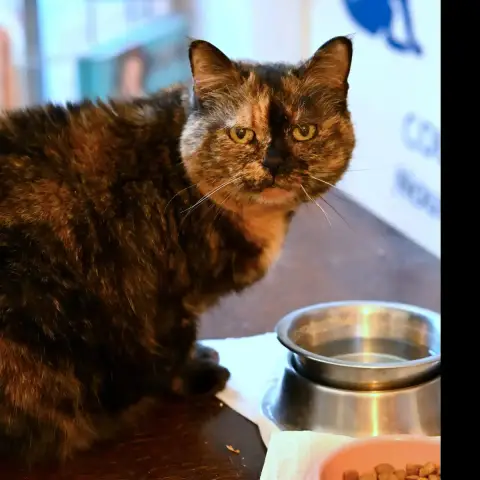 Myrtille photo 2