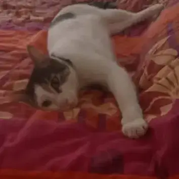 Floki