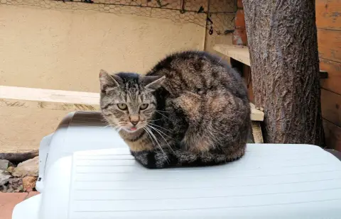 Rockie À Parrainer