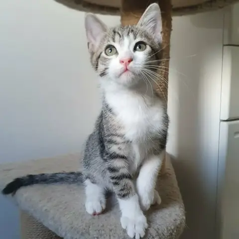 Bella