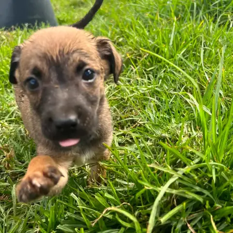 Biscuit