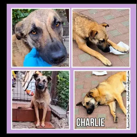 Charlie