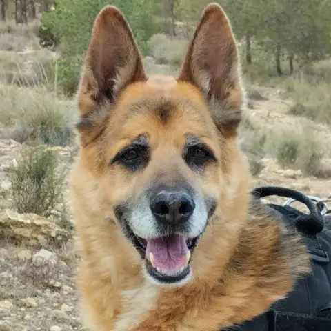 Bilbo