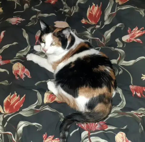 Izzy photo 3