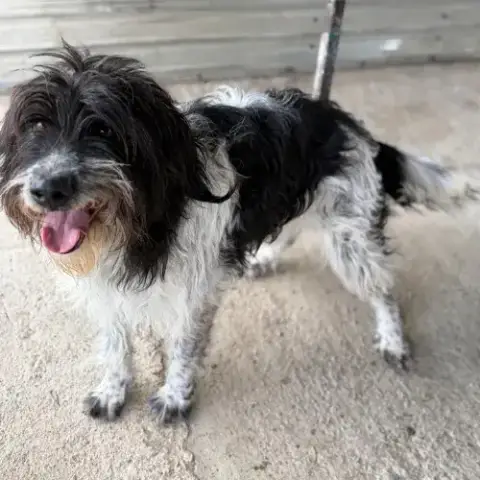 Teddi