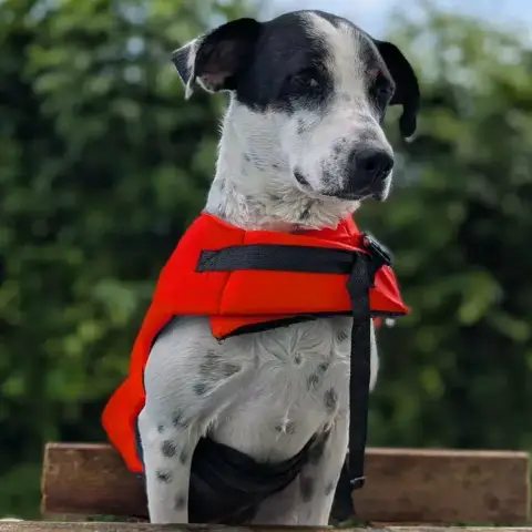 Vador Le Gentil Loulou Tripatte Plein De Vie