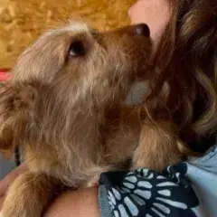Simba photo 3