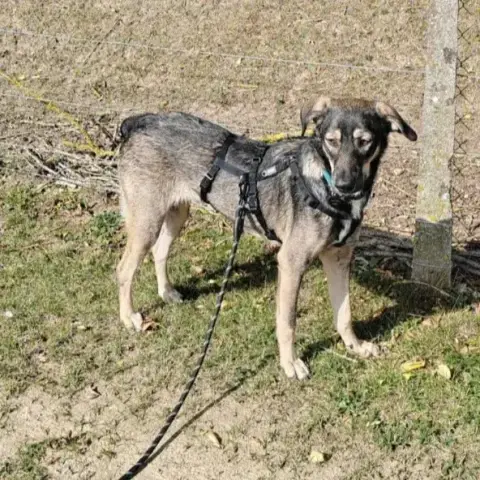 Skye photo 3
