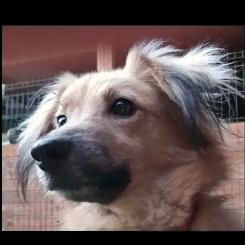Papillon photo 2