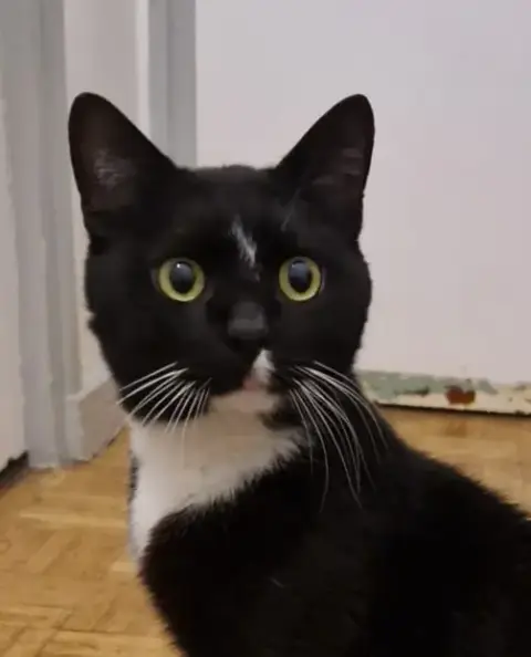 Sisko