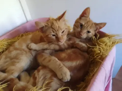 Ginger photo 2