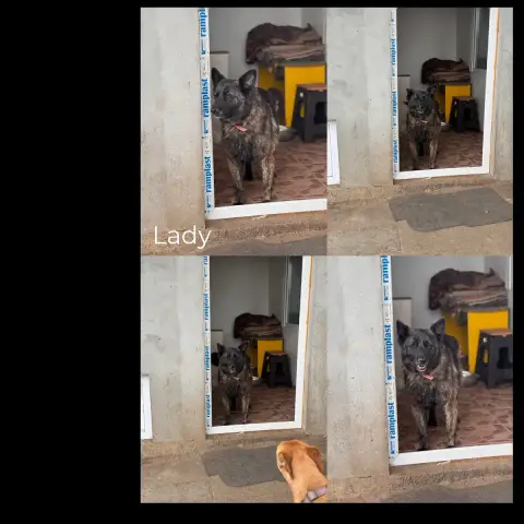 Lady