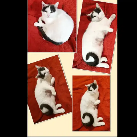 Zimba