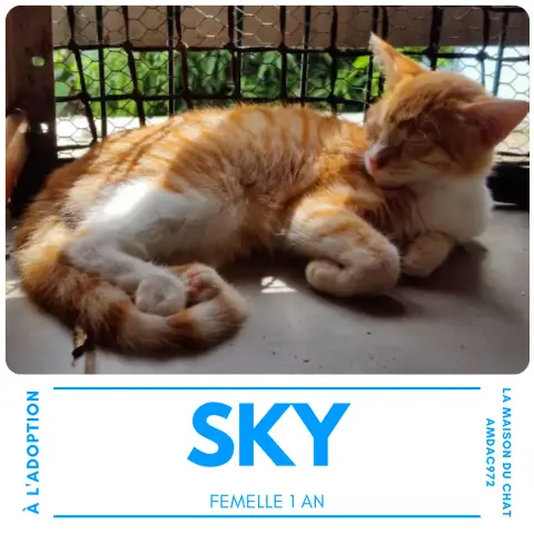 Sky