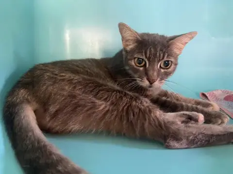 Bella