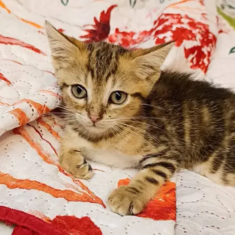 Bonbon