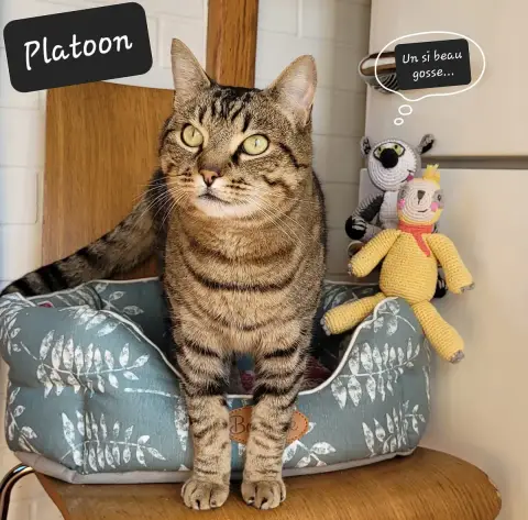 Platoon