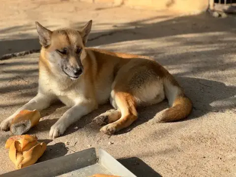 Pizca