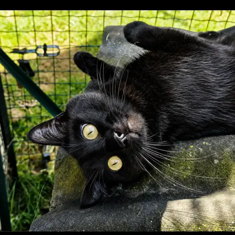 Blacky photo 2