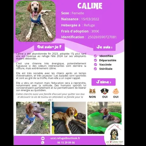 Caline