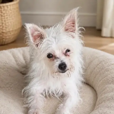 Molly,La Jolie Mini photo 2