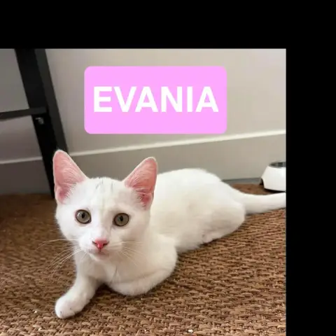 Evania photo 2