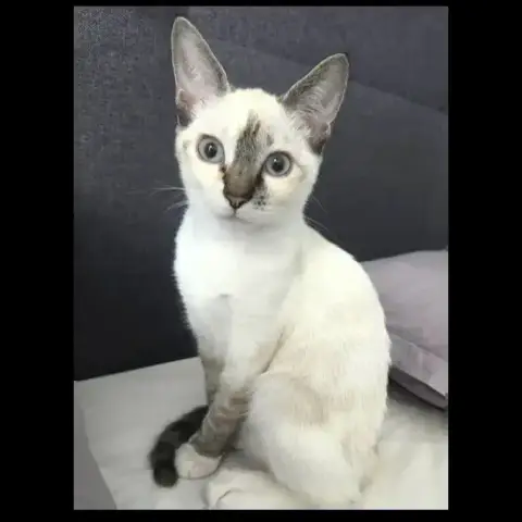 Leia