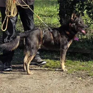 Bonnie