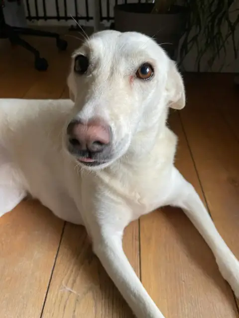 Amira