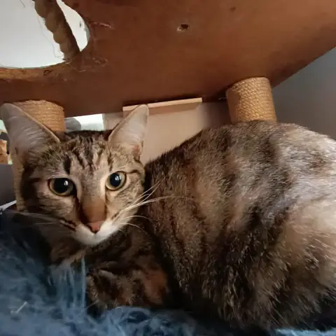 Bonnie