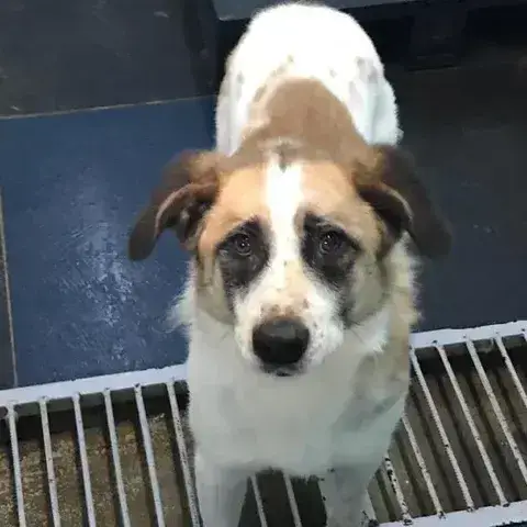 Bandit