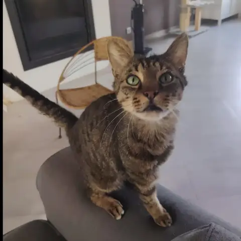 Barnabé photo 3