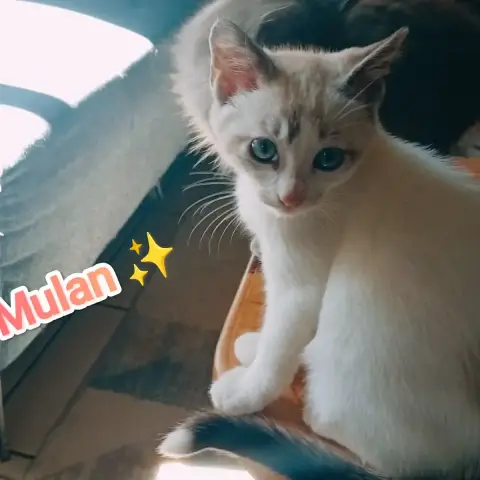 Mulan Chatonne