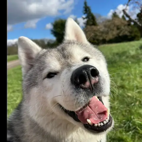 Simba photo 2