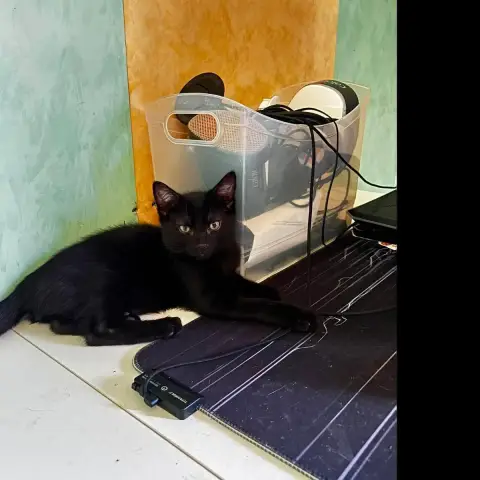 Blacky