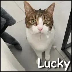 Lucky