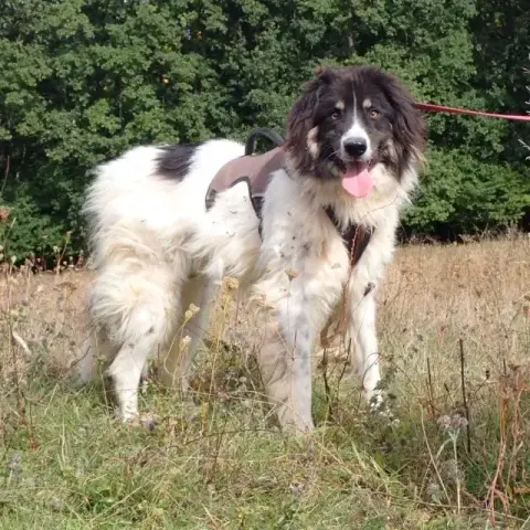 Alfred photo 3