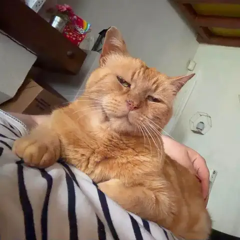 Bibi