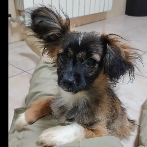 Nova