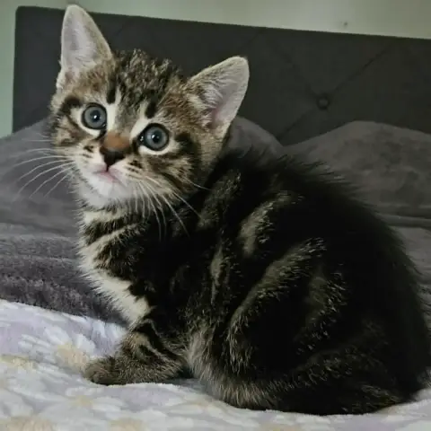 Buster