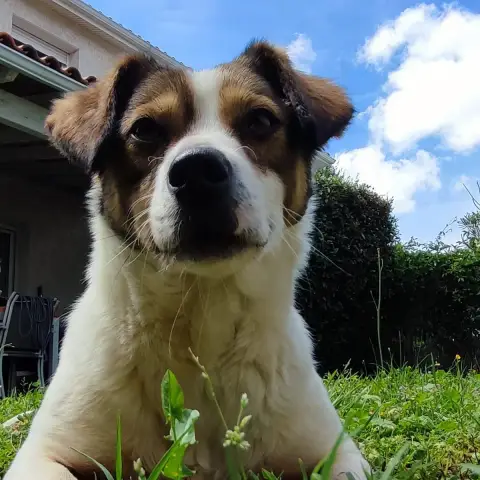 Peanut