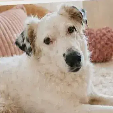 Kaline