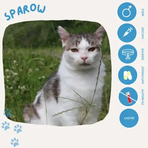 Sparow
